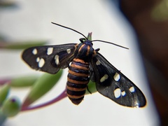 Amata passalis