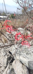 Anisacanthus