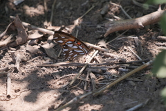 Dione vanillae maculosa