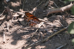 Dione vanillae maculosa