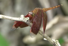 Neurothemis terminata