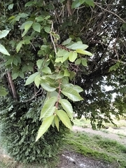 Ulmus pumila