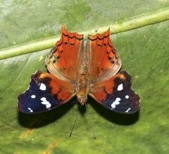 Hypanartia