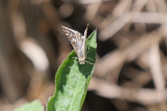 Burnsius orcynoides