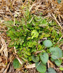 Sceptridium lunarioides