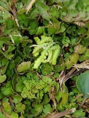 Sceptridium lunarioides