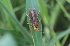 Polistes cavapyta