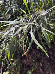 Acacia floribunda