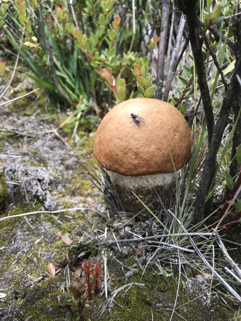 Leccinum monticola