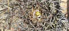 Echinofossulocactus pentacanthus