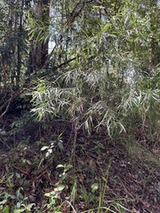 Acacia floribunda