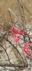 Anisacanthus