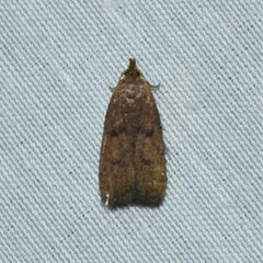 Glyphidocera democratica