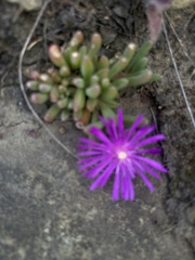 Delosperma cooperi