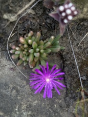 Delosperma cooperi