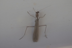 Musoniella