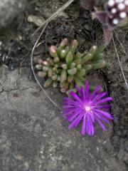 Delosperma cooperi