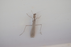 Musoniella