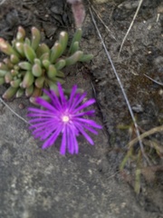 Delosperma cooperi