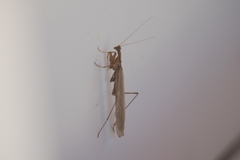 Musoniella