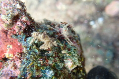 Schizophroida hilensis