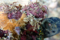 Schizophroida hilensis