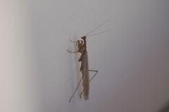 Musoniella