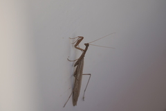 Musoniella