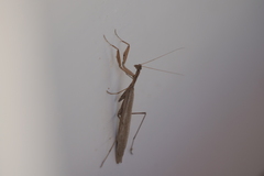 Musoniella