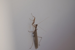 Musoniella