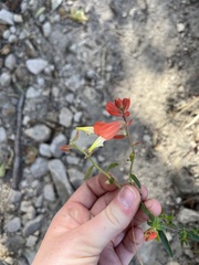 Castilleja tenuiflora