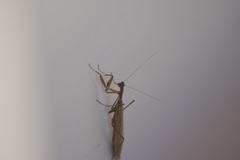 Musoniella