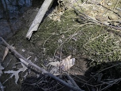 Rhynchostegium riparioides