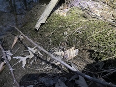 Rhynchostegium riparioides