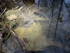 Rhynchostegium riparioides