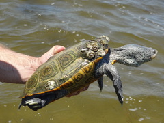 Malaclemys terrapin