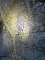 Rhynchostegium riparioides