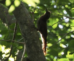 Dendrocolaptes sanctithomae