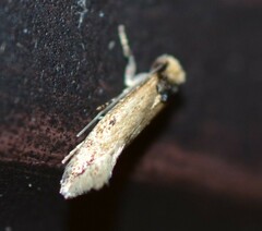 Tinea apicimaculella