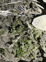 Rhynchostegium riparioides