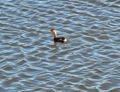 Podilymbus podiceps