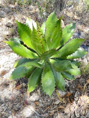 Agave inaequidens