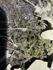 Rhynchostegium riparioides