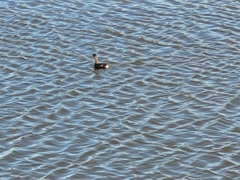 Podilymbus podiceps