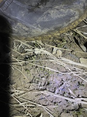 Rhynchostegium riparioides