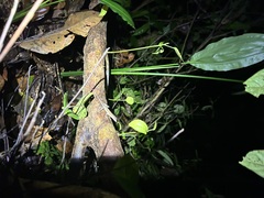 Anolis osa