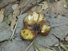 Enterolobium cyclocarpum