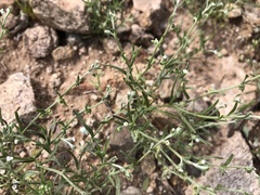 Pectocarya recurvata