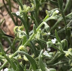 Pectocarya recurvata