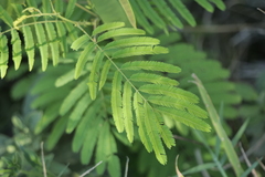 Senegalia bonariensis